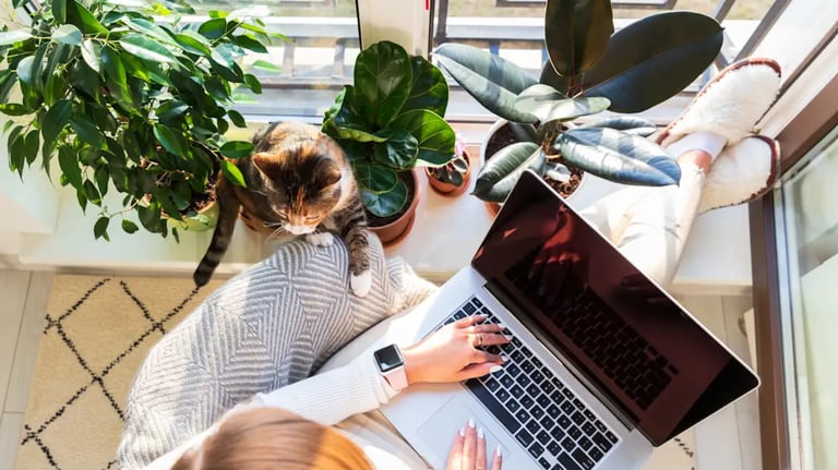a woman working at the laptop with a cat, she is working on a translation in a cosy atmosphere