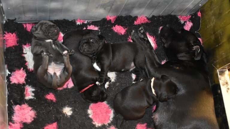 Cuccioli di Staffordshire Bull Terrier neri che dormono vicini alla mamma.