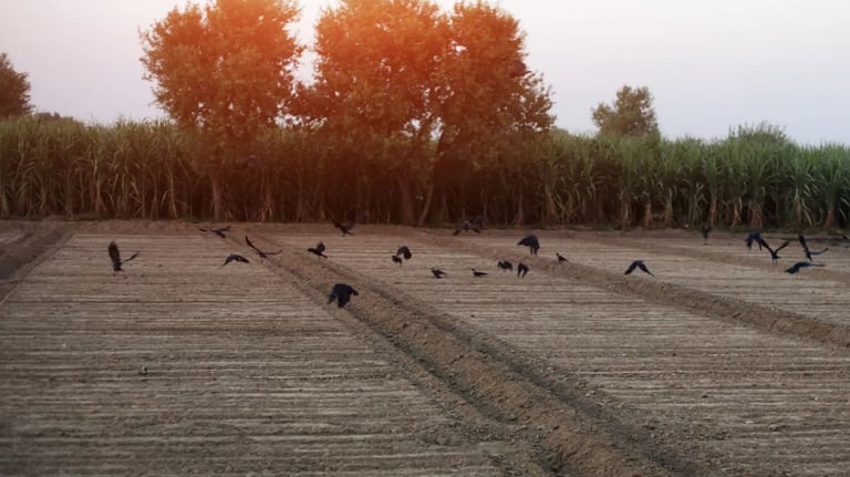 Corbeaux sur un terrain agricole