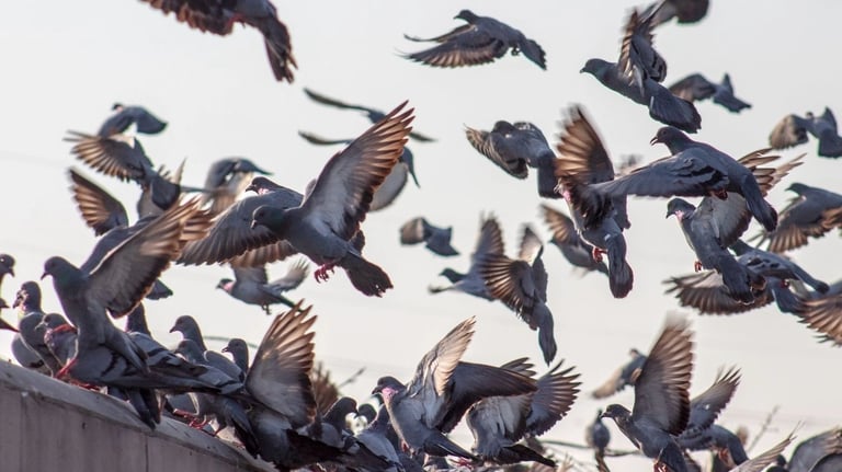 regroupement de pigeons en toiture