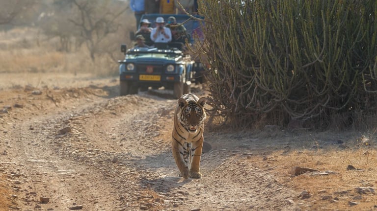 Ranthambore private jeep safari booking by ranthambore safari consultants