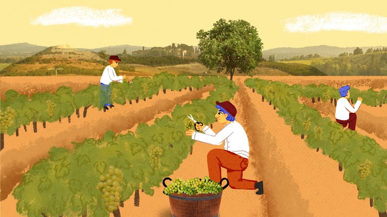 tree workers harvest grapes in a vineyard landscape