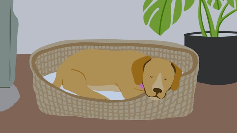 a brown dog sleeps in a basket in the living room
