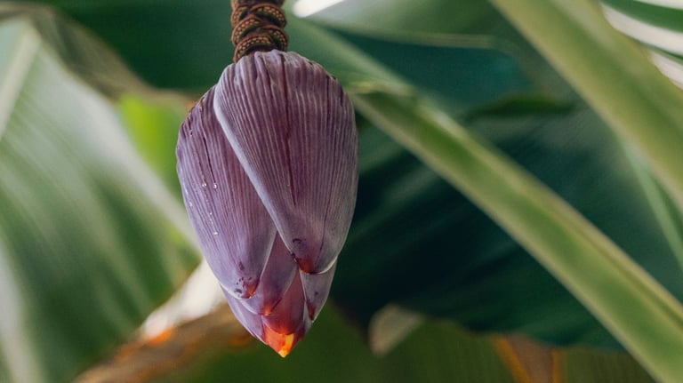 banana blossom