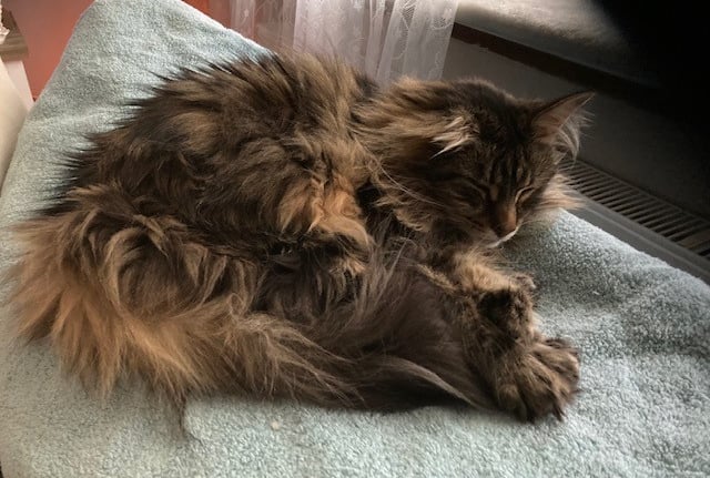 senioren katten scheren kammen borstelen