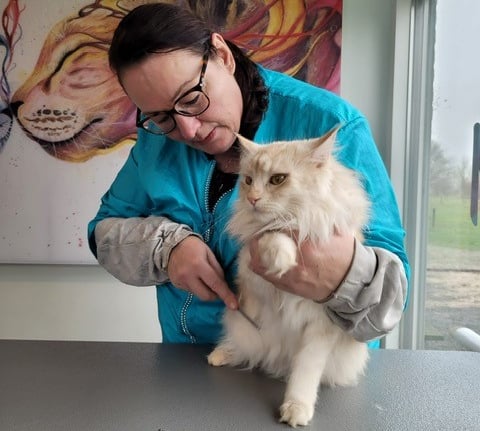 katten scheren katten kammen katten borstelen