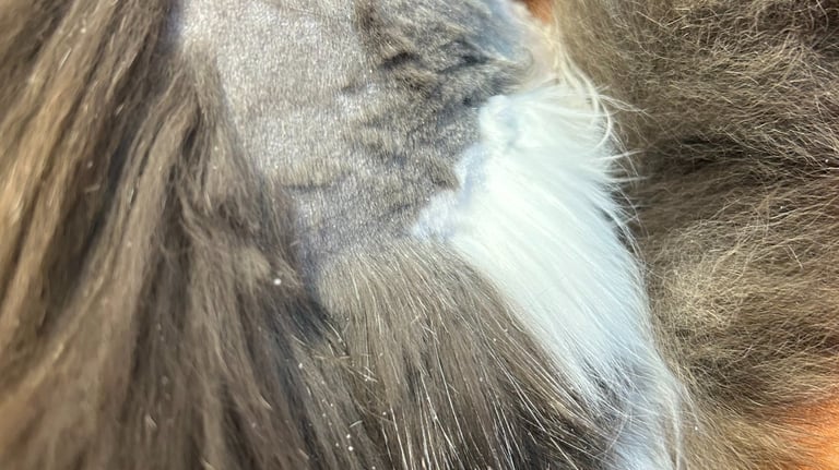 katten in de vilt scheren borstelen kammen