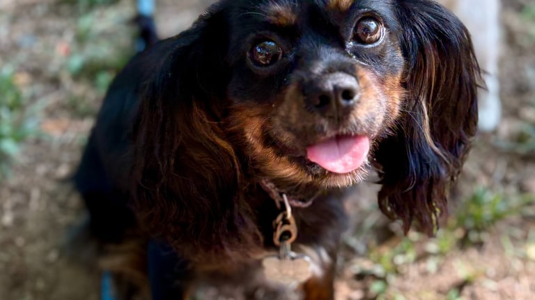 a beautiful dog is sitting on the ground with a leash