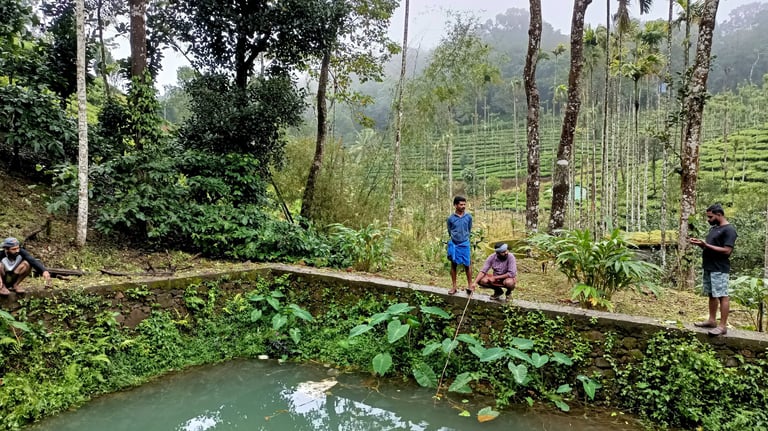 Fish Pond Photo