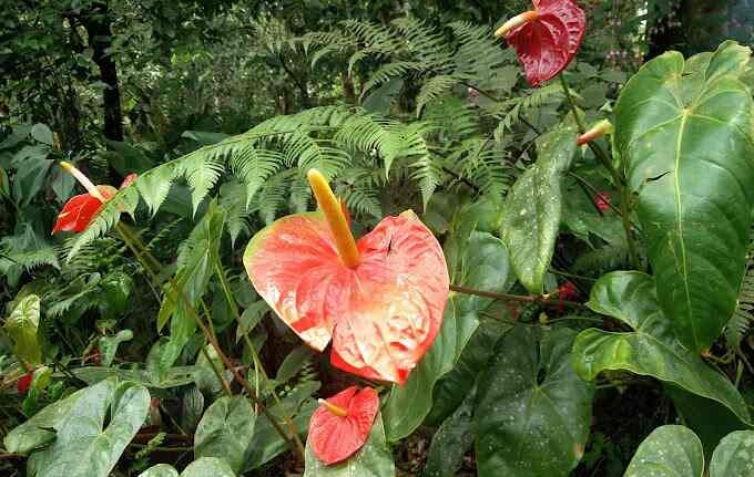 Gurukula Botanical Sanctuary