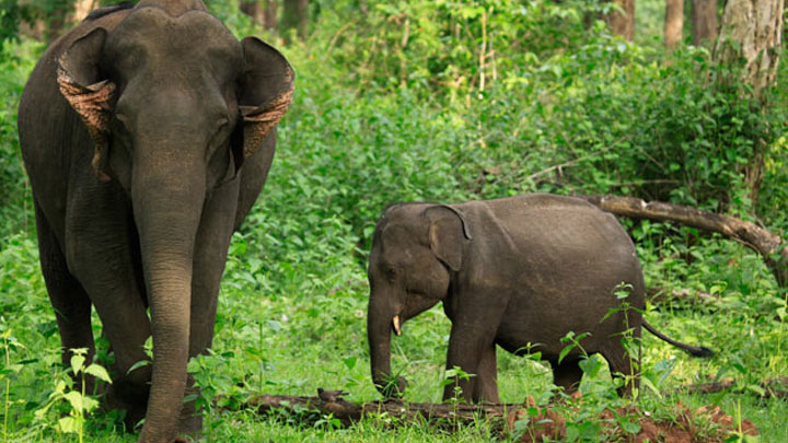 Tholpetty Wildlife Elephants