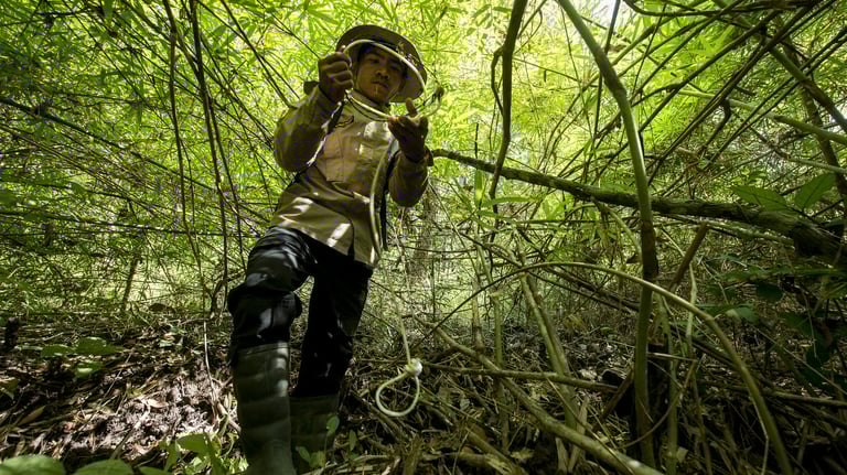 A scout de-snaring the forest