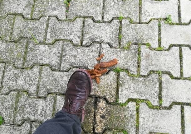 shoe about to step in dog poop