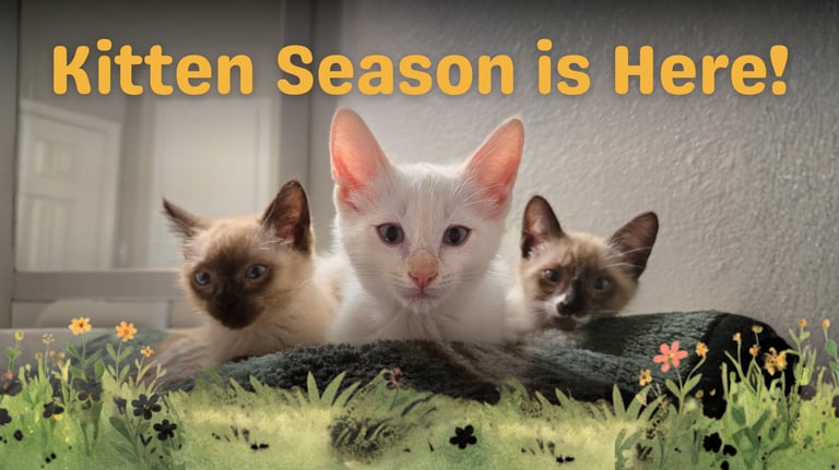 Three adorable kittens sitting together with the text Kitten Season is Here and floral graphics.