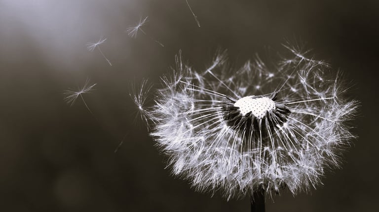 Midlife and Menopause