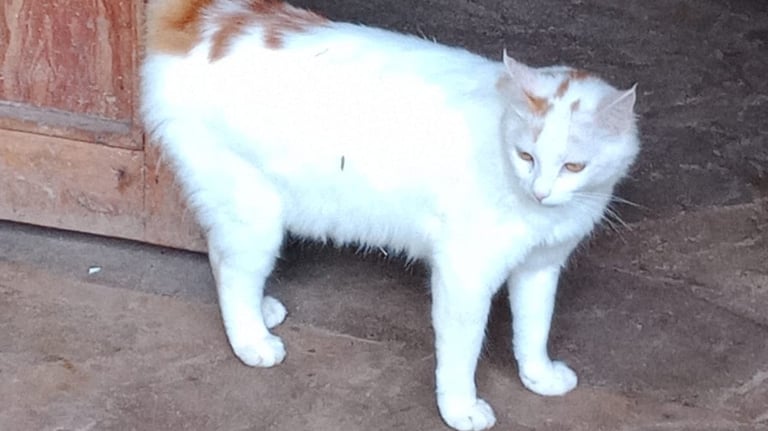 Bastete, a white cat standing in front of a door at Animal Aid Kenya and waiting for Sponsorship