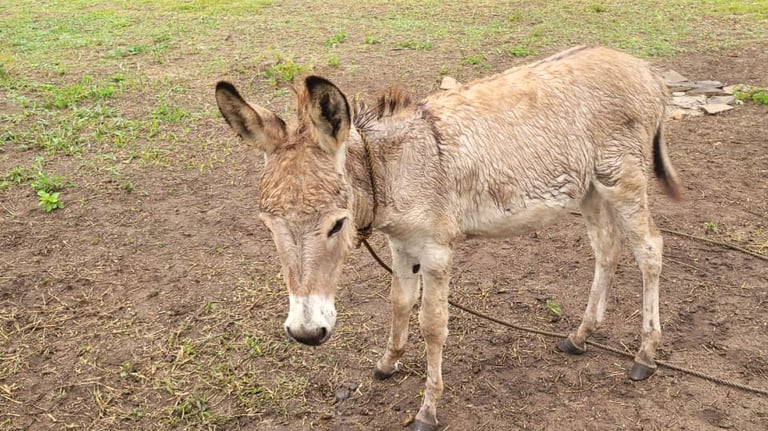 Emilio, a donkey baby is standing in the garten at Animal Aid Kenya and waiting for Sponsorship