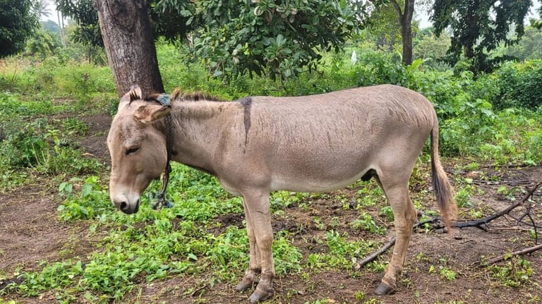 Holly, a donkey standing in the grass at Animal Aid Kenya and waiting for Sponsorship