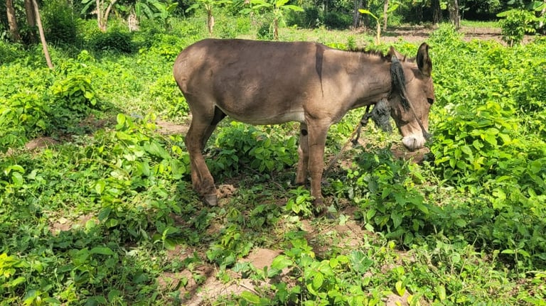 Malaika, a donkey in a field at Animal Aid Kenya and waiting for Sponsorship
