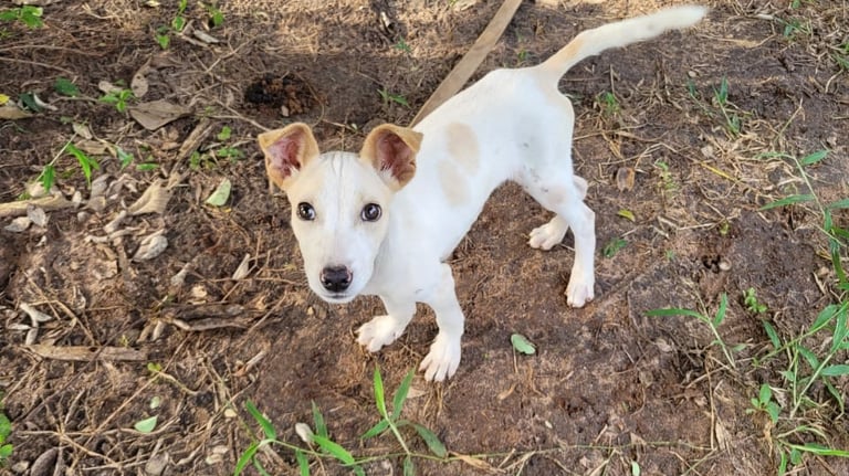 Paper, a dog is standing in the garden at Animal Aid Kenya and waiting for Sponsorship