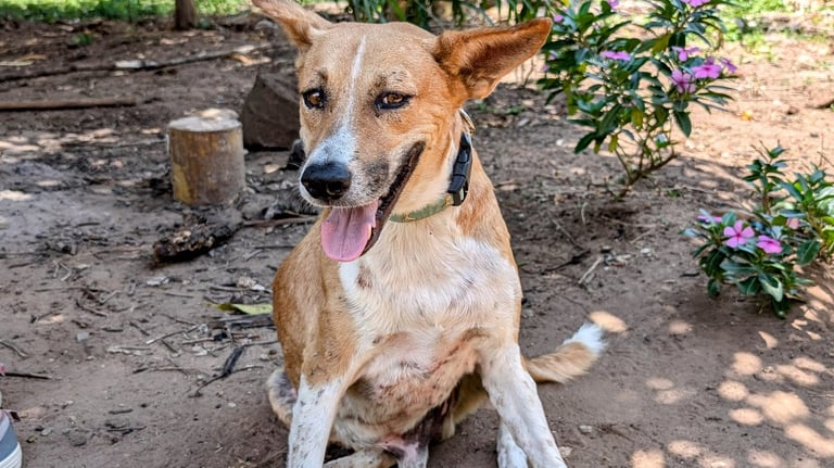 Mash, a dog sitting on the ground at Animal Aid Kenya and waiting for Sponsorship