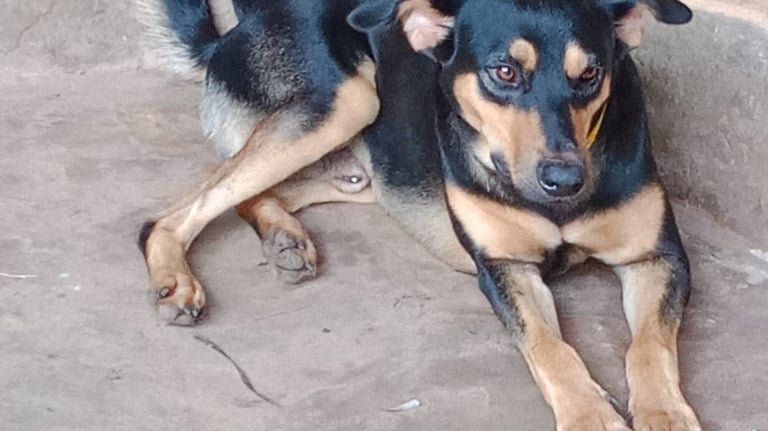 a dog laying down on the ground at AAK farm