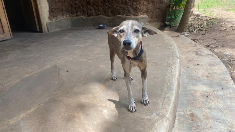 Emma, a dog standing on the terrasse at Animal Aid Kenya and waiting for Sponsorship