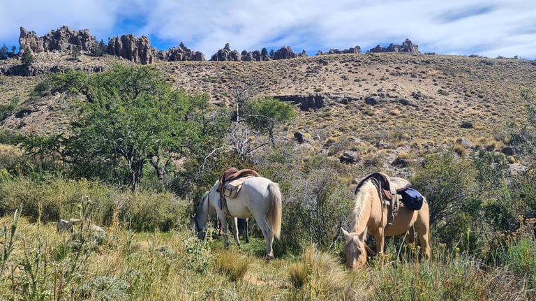 Two horses grazing in a field.