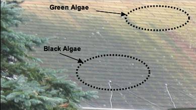 A brief overview of identifying the Algae, Moss, Lichen and Fungus Growth that may be growing on your roof