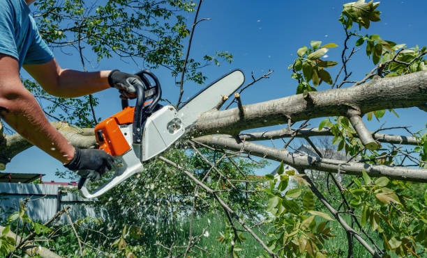 Trimming of tree branches hanging ove electric cables and driveway in Meyerton, Johannesburg