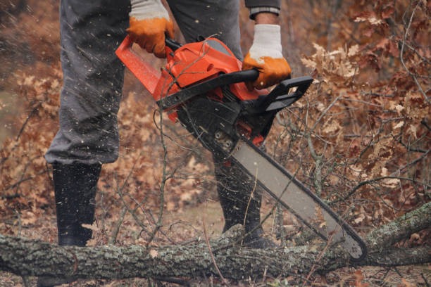 Cutting storm damaged fallen tree in Randburg, Johannesburg