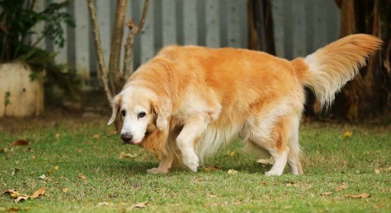 Arthrose chez le chien