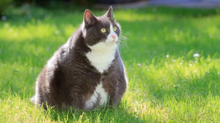 Chat obèse