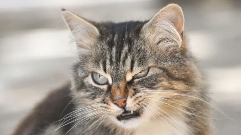 chat jaloux