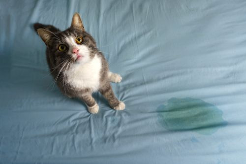 chat qui urine sur le lit
