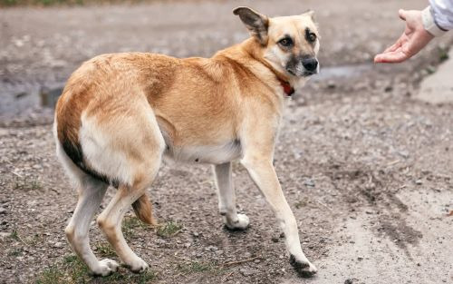 chien perte de confiance