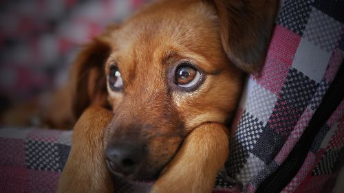 chien triste