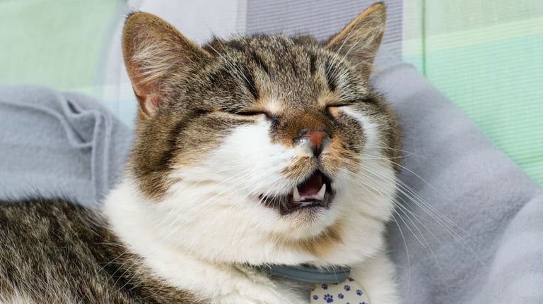 Coryza chez le chat