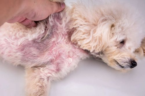 Dermatite chien