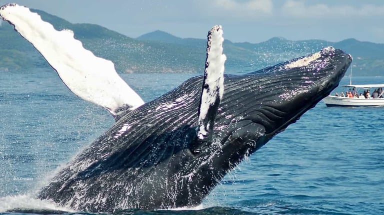 Humpback whale tail with Las Galeras mountains on the horizon Samana Bay