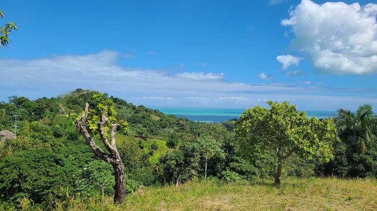 Click to enlarge - Land for Sale Confotur