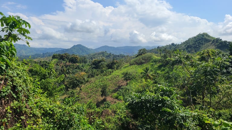 Nature of Miches, Eastern Cordillera