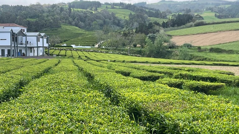 a large field and a house in the background