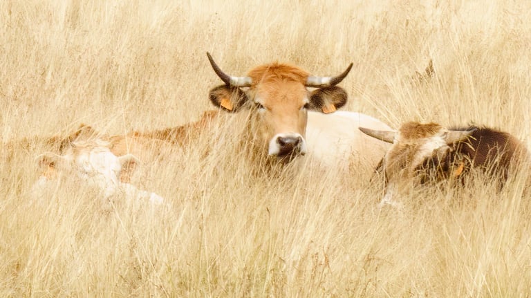 vaches Aubrac - Photo Art Grand format