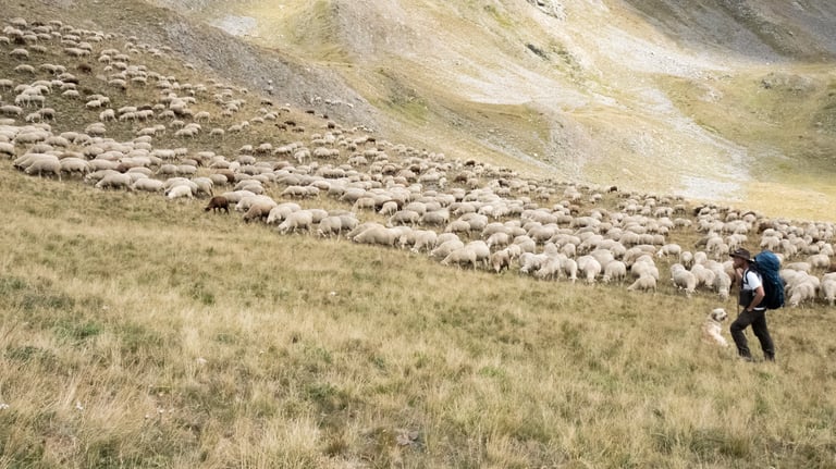 Le berger et ses moutons - Photo d'Art grand format