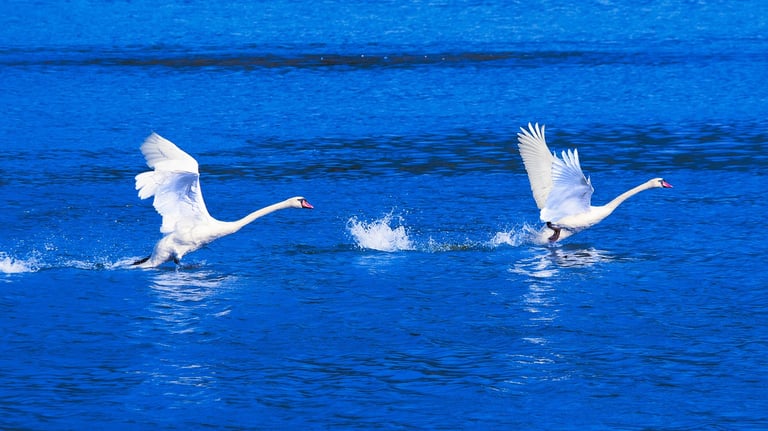 L'envol des Cygnes- Photo Art grand format