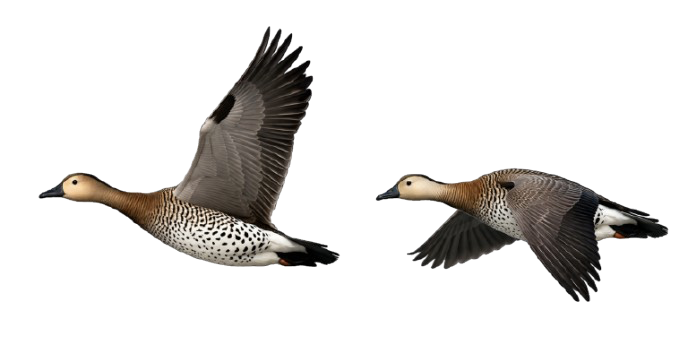 Two speckle-bellied geese flying left against a white background