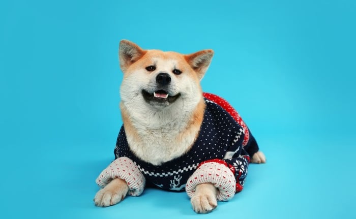 Un adorable perro Shiba Inu con un acogedor suéter navideño azul marino y rojo sobre un fondo azul.