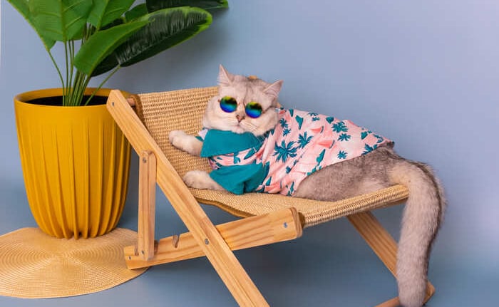 gato gracioso con gafas de sol y camisa tropical  en una pequeña tumbona de madera