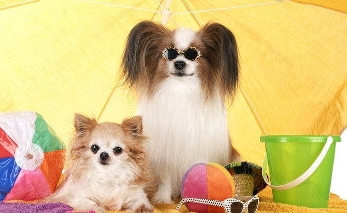Dos perros chihuahua de pelo largo se relajan bajo una sombrilla de playa amarilla con gafas de sol 